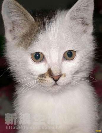 再见阿龙 粤语版