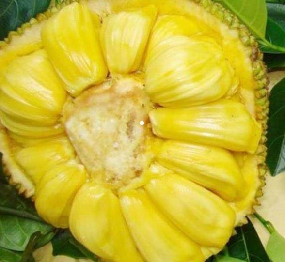 八面玲珑的申小姐